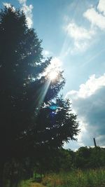 Low angle view of tree against sky