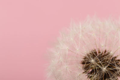 Close-up of cactus plant