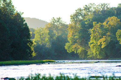 Scenic view of lake in forest against sky