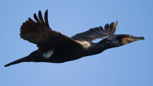 Low angle view of a bird flying