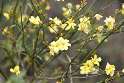 Close-up of white flowering plant