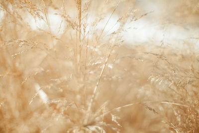 Close-up of plants