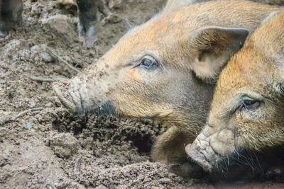 Close-up of a rabbit