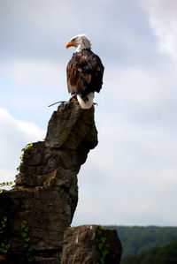 Low angle view of eagle perching on branch against sky