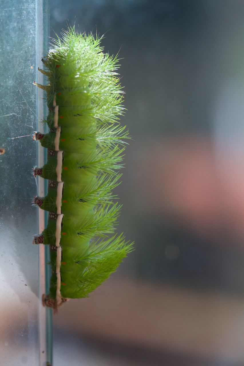 green, macro photography, close-up, caterpillar, insect, nature, no people, plant, plant stem, leaf, focus on foreground, animal, moths and butterflies, outdoors, day, larva, growth, beauty in nature, flower, branch, thorns, spines, and prickles