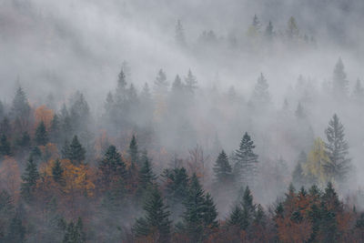 Trees in forest during autumn