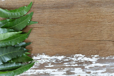 High angle view of leaves on table