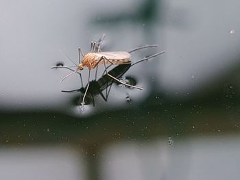 Close-up of insect on glass