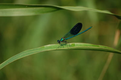 Close-up of insect on leaf