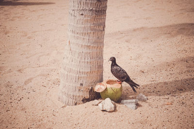 High angle view of bird perching on sand