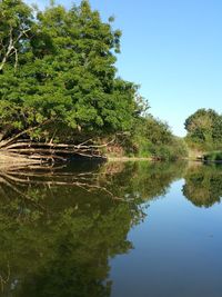 Reflection of trees in calm lake