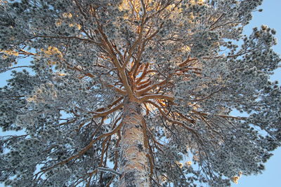 Low angle view of tree during winter