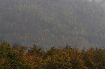 Scenic view of trees against sky