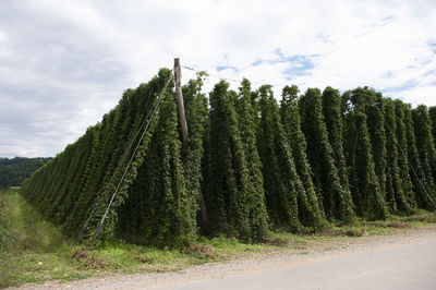 Panoramic shot of trees on field against sky