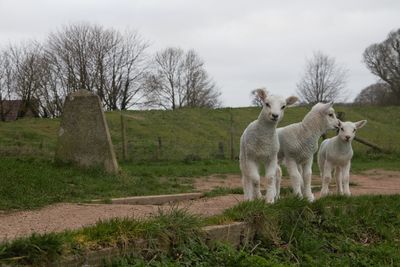 Sheep on grassy field