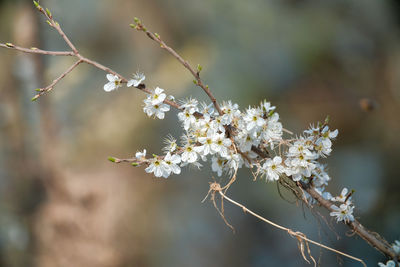 Close-up of white flowering plant