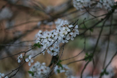 Close-up of cherry blossoms in spring