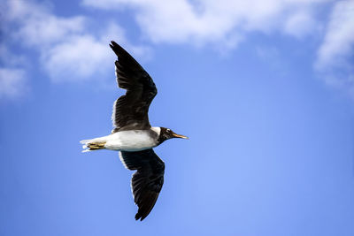 Large white seagull flies in blue sky with clouds, freedom in wild. close-up. copy space.