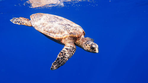 View of turtle swimming in sea