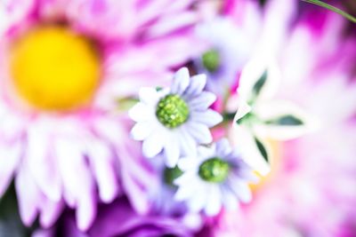 Close-up of pink flower