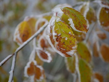 Close-up of snow on leaves during winter