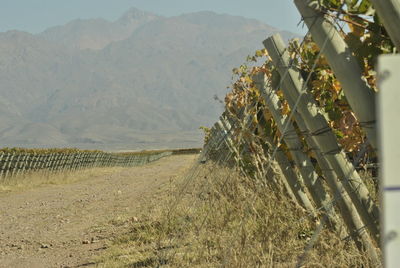 Scenic view of agricultural field against mountains