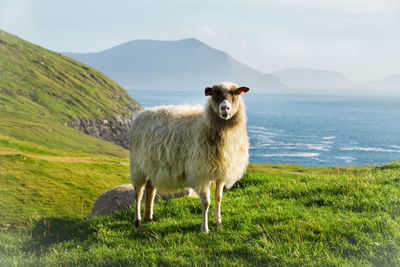 Sheep standing in a farm