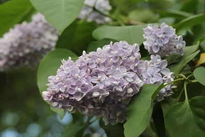 Close-up of purple hydrangea flowers