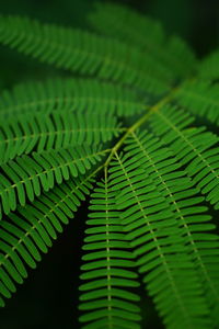 Close-up of fern leaves