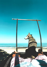 Siberian husky dog relaxed on a beach bed while watching the sunny blue sky and sea waves