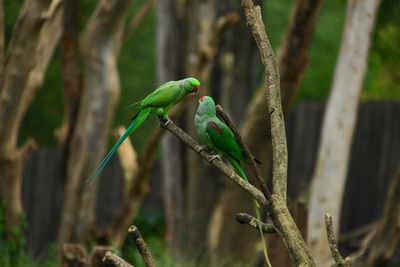 View of bird perching on branch