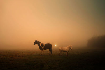 Two horses on field during sunset