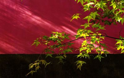 Close-up of autumn tree