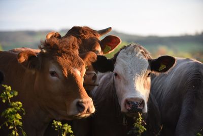 Cows standing on field