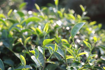 Close-up of fresh green plant in field