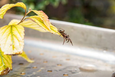 Close-up of insect on leaves