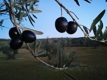 Close-up of fruit growing on tree