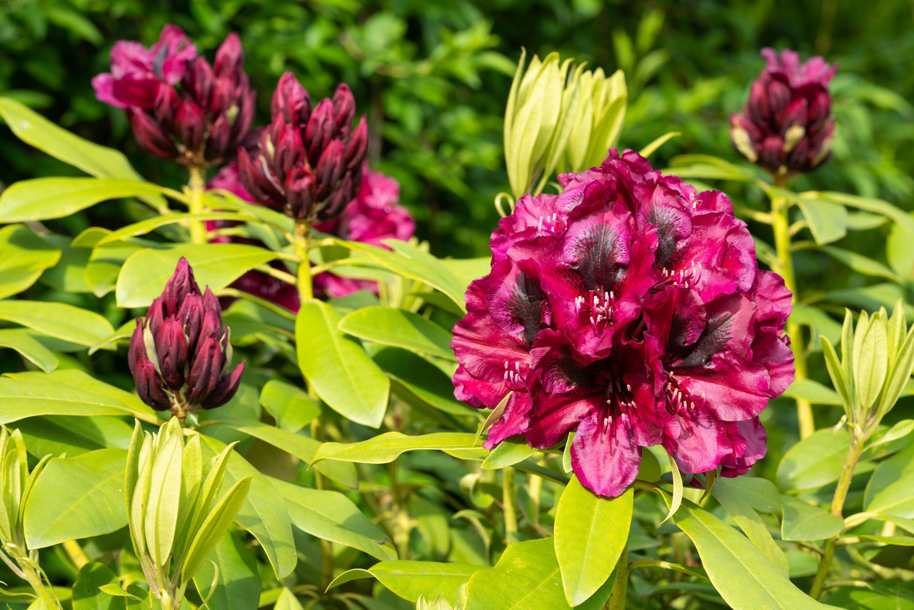 CLOSE-UP OF FRESH PINK FLOWERING PLANT