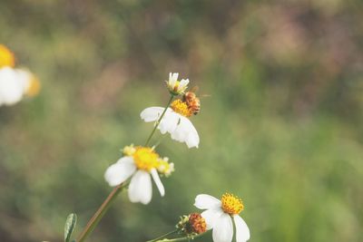 Close-up of insect on flower
