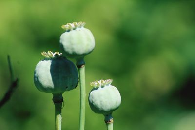 Close-up of poppy buds