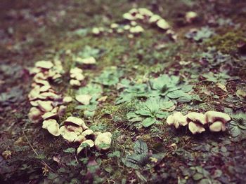 Close-up of leaves on field