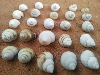 High angle view of shells on table