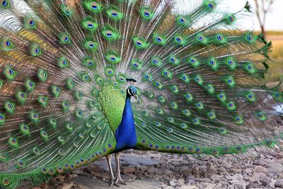 Close-up of peacock