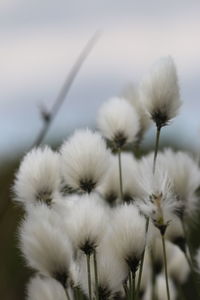 Close-up of white flowering plants against sky