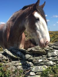 Horse in a field