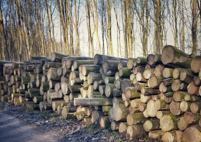 Stack of logs against trees