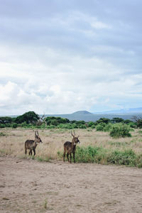 Horses on landscape against sky