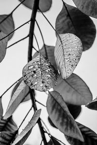 Close-up of leaves growing outdoors
