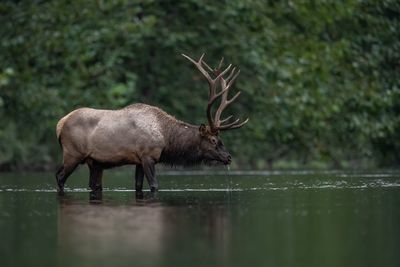 Elk in lake against trees
