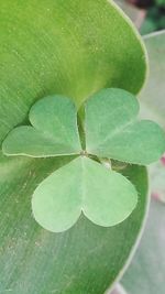 Close-up of leaves